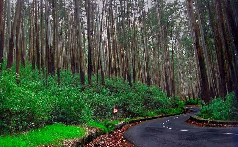 Kodaikanal Romantic Honeymoon Package Couple 2025 — Holiday Tour Maker